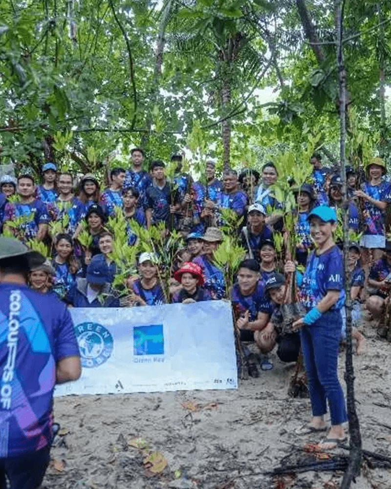 Mangrove Trees Plating